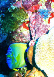 Corn Island, Nicaragua.
Which is more beautiful?  Coral?... by Jo Leslie 